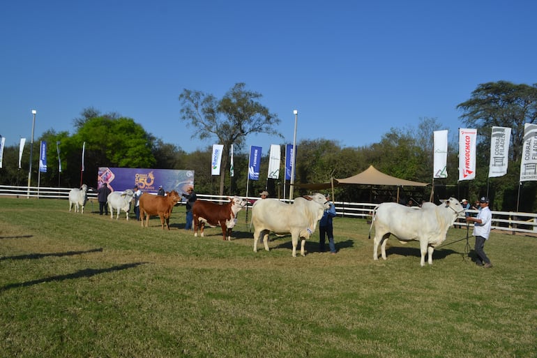 Expo Rodeo Trébol cumplió 50 años y movió más de G. 3.100 millones