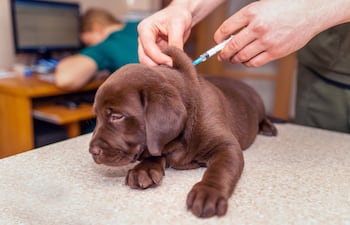 Cachorro labrador se aplica una vacuna en la veterinaria.