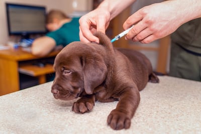 Cachorro labrador se aplica una vacuna en la veterinaria.