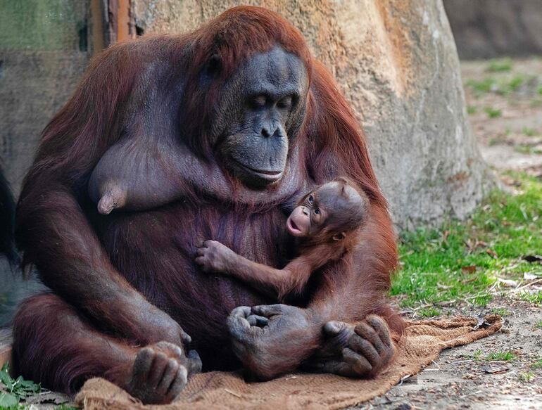 En esta imagen cedida, tomada el 10 de abril de 2026 y difundida el 14 de abril de 2026 por el Zoo Aquarium de Madrid, Surya, una hembra de orangután de Borneo (Pongo pygmaeus), acuna a su recién nacido una semana después de su nacimiento en el Zoo Aquarium de Madrid, en Madrid.