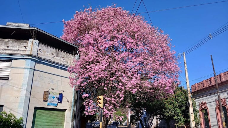 Árbol de lapacho en flor rosa destaca en una esquina, con semáforo ámbar y edificio desgastado al fondo.