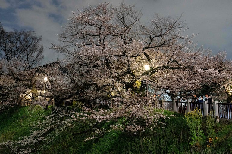 "Cherry blossom" el espectáculo esperado en Tokio con la floración de los cerezos.