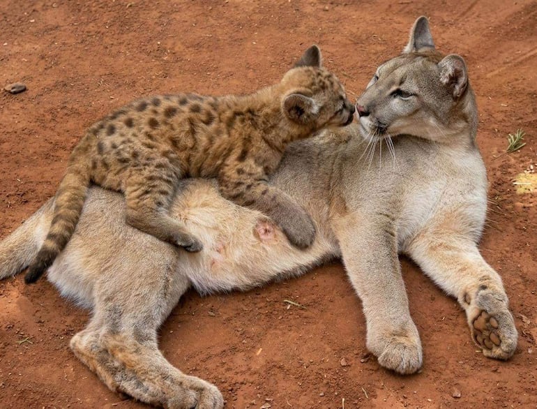 Cachorro de puma Cola juguetea junto a su madre, mostrando sus instintos naturales en un entorno silvestre.