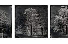 "Lapacho rosado, lapacho blanco y lapacho amarillo", de Gabriela Zuccolillo.