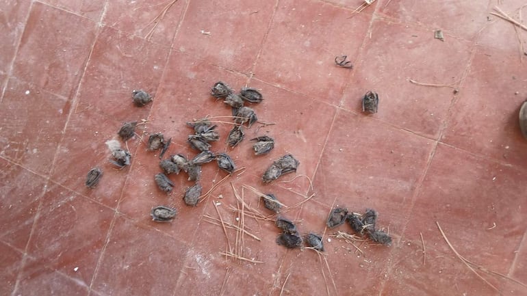 Coronel Bogado: aula de nivel inicial permanece clausurada por infestación de murciélagos y autoridades no responden al reclamo