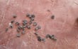Murciélagos muertos en el suelo de cerámica terracota de un aula vacía, evidenciando abandono y desinfectación necesaria.
