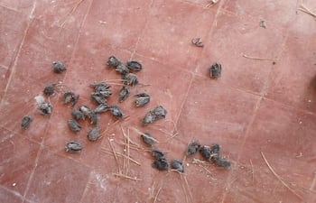 Murciélagos muertos en el suelo de cerámica terracota de un aula vacía, evidenciando abandono y desinfectación necesaria.