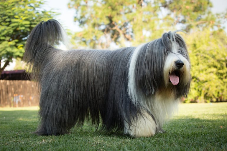 Bearded collie o collie barbudo.