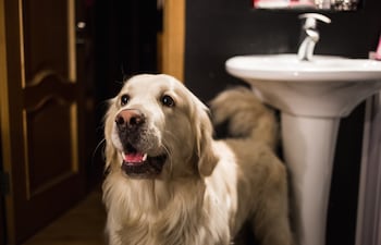 ¿Por qué mi perro me sigue al baño?