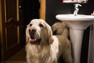 ¿Por qué mi perro me sigue al baño?