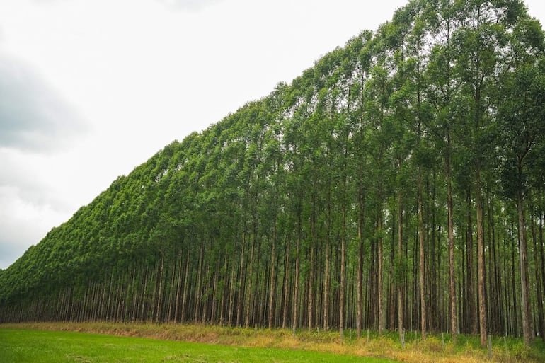 La imagen muestra a tres personas trabajando en un entorno forestal. Todos están vestidas con trajes de apicultura, incluyendo máscaras protectoras. 

1. **Personas**: Tres individuos, dos con trajes claros y uno en un traje amarillo brillante que está en el centro de la actividad. El centro de atención parece ser la persona con el traje amarillo, que sostiene una herramienta y parece estar manipulando componentes de una colmena.
  
2. **Acciones**: Están realizando tareas relacionadas con la apicultura, posiblemente revisando o recolectando miel. Hay humo, sugiriendo que están utilizando un ahumador para calmar a las abejas.

3. **Entorno**: La escena es al aire libre, rodeada de árboles. 

4. **Elementos relevantes**: Se observan colmenas en el fondo, indicando que están en un apiario.

No hay elementos visuales que identifiquen un equipo de fútbol ni lugares o monumentos reconocibles. No se visualiza texto en la imagen.
