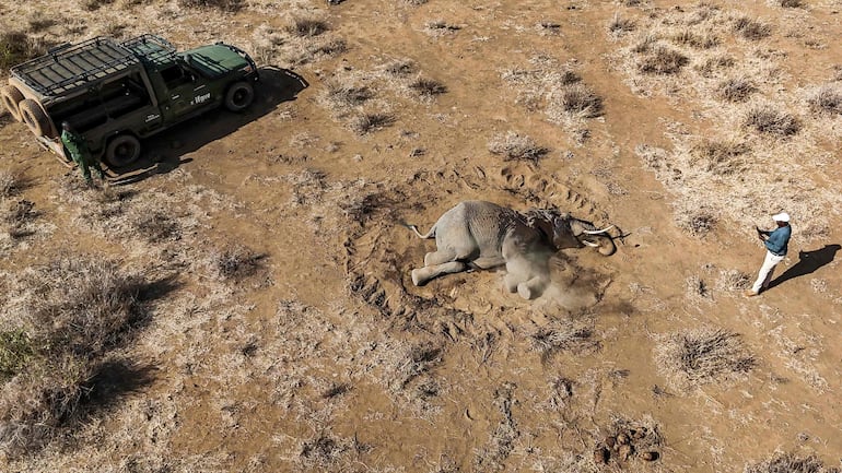 El director de Operaciones de los Olgulului Community Wildlife Rangers, Patrick Papatiti (der.), documenta a un elefante macho que yace en el suelo tras enfermar en Kitenden B Community Conservancy, en el condado de Kajiado, el 12 de agosto de 2026.