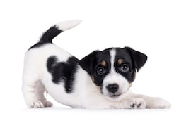 Cachorro de Jack Russell.