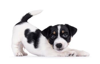 Cachorro de Jack Russell.