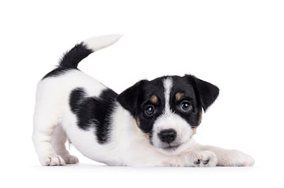 Cachorro de Jack Russell.