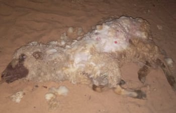 Santa Rosa, Misiones