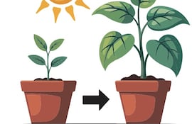 Las plantas