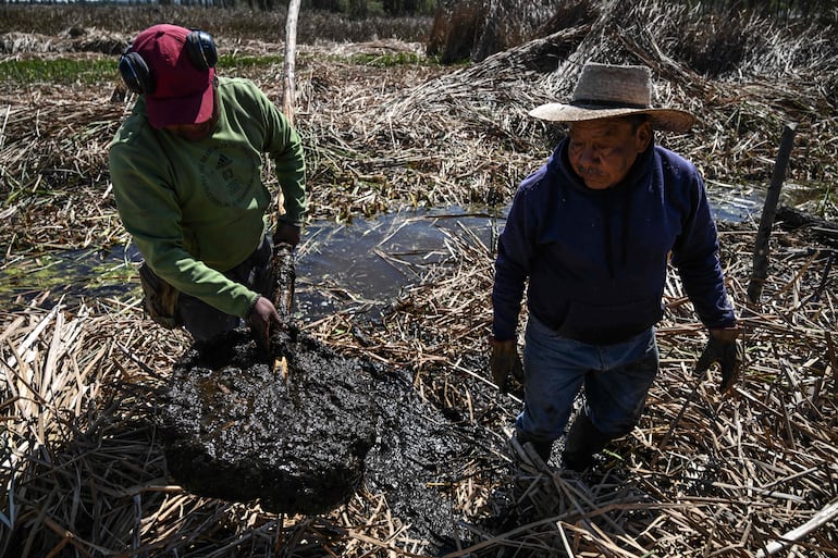 El agricultor mexicano Agustín Galicia (D) trabaja compactando lodo con pasto como parte de un proyecto para crear una chinampa (jardín flotante) mediante un método ancestral, apoyado por voluntarios y miembros de la Fundación Matter of Trust Latam, en San Gregorio Atlapulco, Xochimilco, México, el 7 de febrero de 2026.