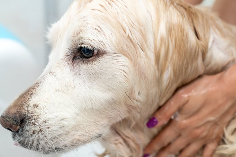 Perro de la raza golden retriever. Baño con champú.