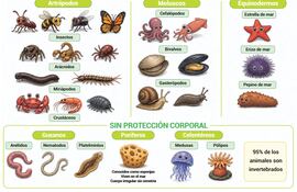 Características de los animales invertebrados