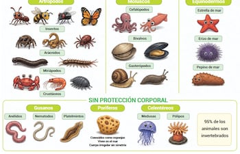 Características de los animales invertebrados