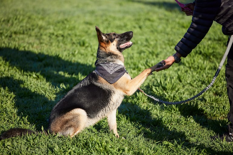 Adiestramiento canino.