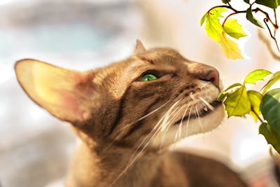 Si tu gato mordió una planta, alejalo de inmediato, retirale con suavidad los fragmentos visibles de la boca y guardá una muestra o sacale una foto a la especie.