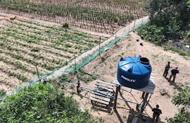 Hallazgo y desmantelamiento de cultivo mecanizado de marihuana en Amambay, durante la Operación Nueva Alianza 56.