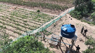 Hallazgo y desmantelamiento de cultivo mecanizado de marihuana en Amambay, durante la Operación Nueva Alianza 56.