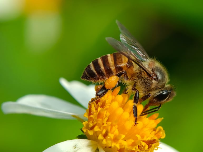 Abeja melífera.
