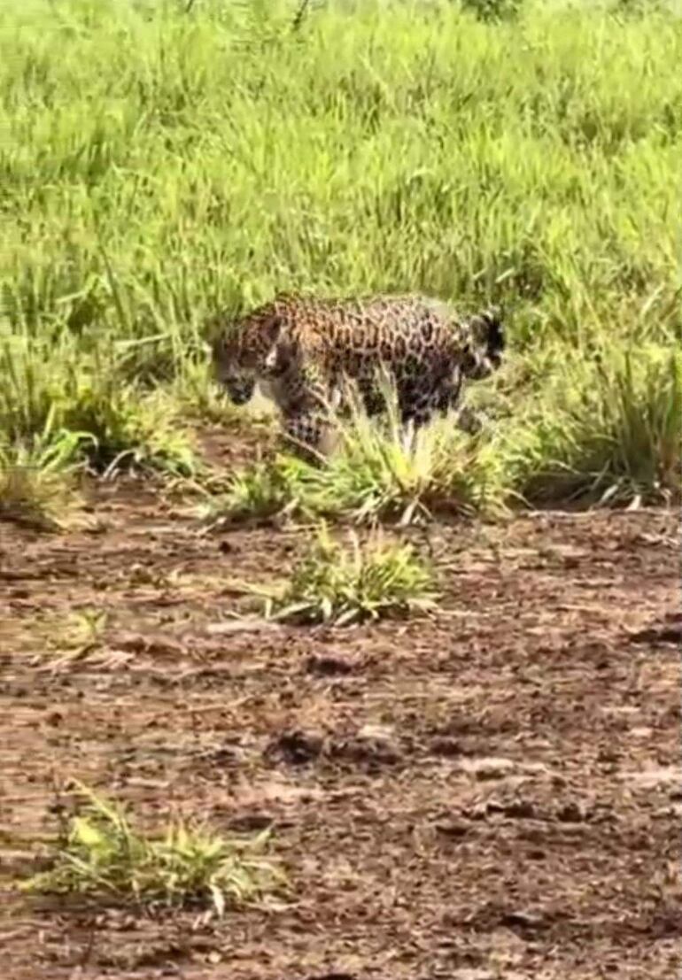 Un jaguareté de pelaje moteado camina entre hierba verde en un entorno natural en una colonia de Zanja Pytã.