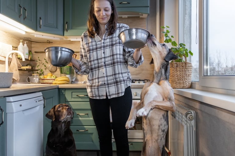 ¿Los huevos son un buen alimento para los perros?
