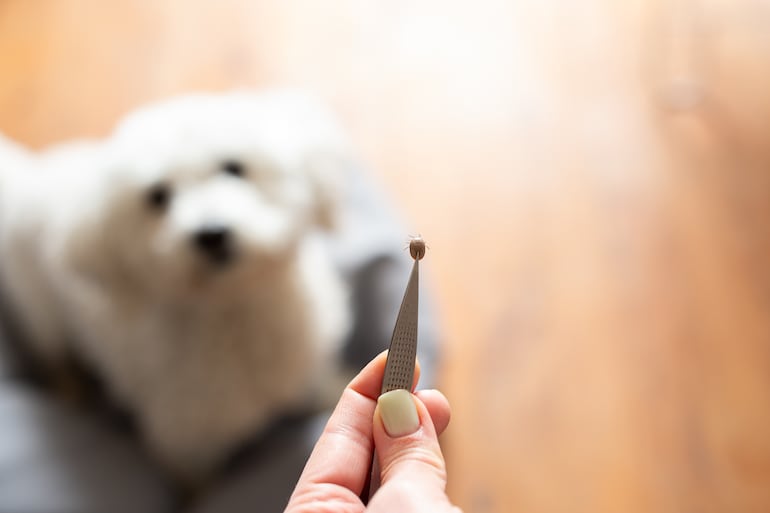 Una persona sostiene una pinza con una garrapata; en el fondo se ve a un perro.