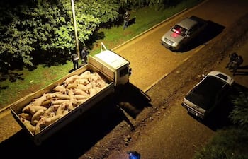 Incautan 40 cerdos sin identificación en Encarnación y detienen a dos personas por presunto ingreso irregular