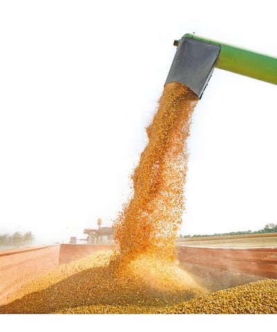 Soja: La resiliencia del productor que desafía al mercado