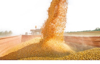 Soja: La resiliencia del productor que desafía al mercado