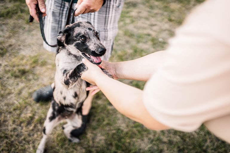 Cuánto tiempo pueden recordar los perros a una persona.
