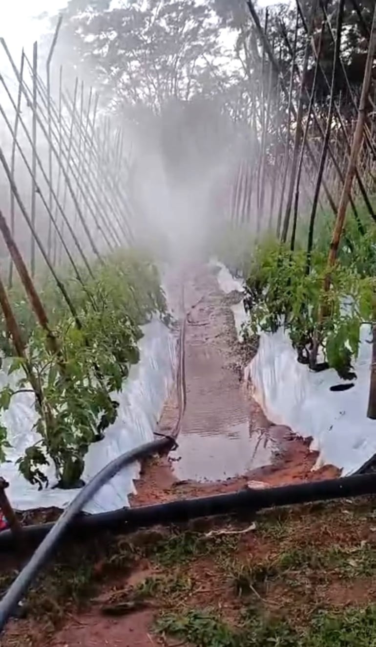 Los productores implementaron diferentes métodos para proteger sus cultivos de las heladas, entre ellos la utilización de fogatas en las cabeceras de sus parcelas