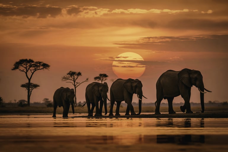 Elefantes africanos.