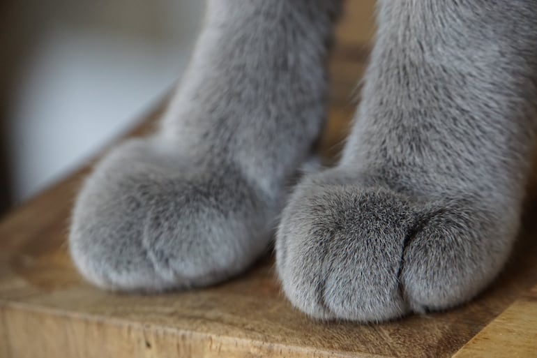 Gato azul ruso.