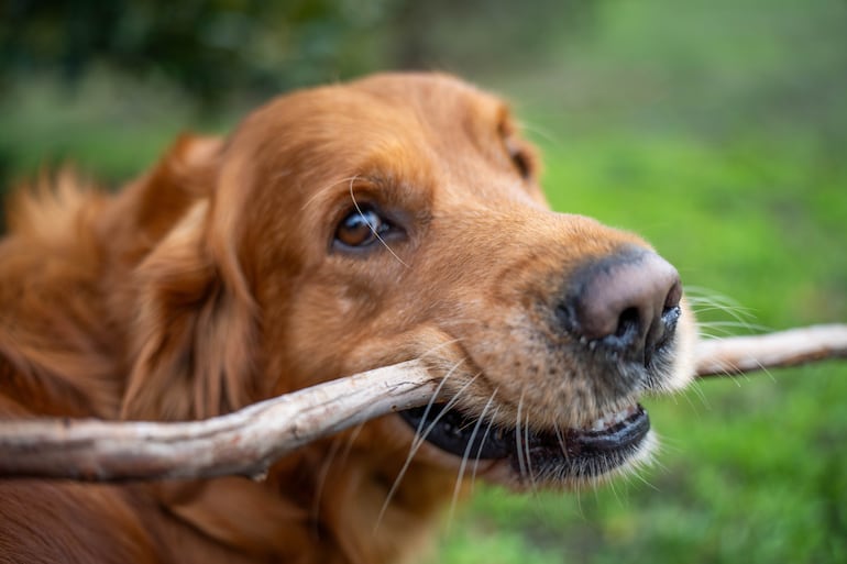 Perro de la raza golden retriever.