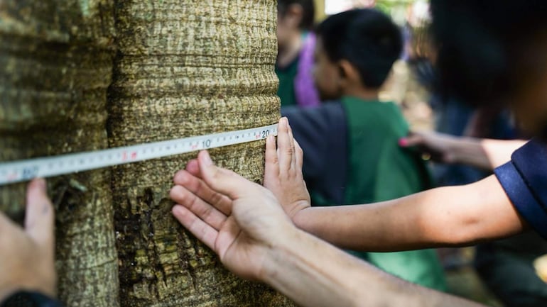 Tres manos, una adulta y dos infantiles, sostienen una cinta métrica alrededor del tronco de un árbol en un ambiente natural.