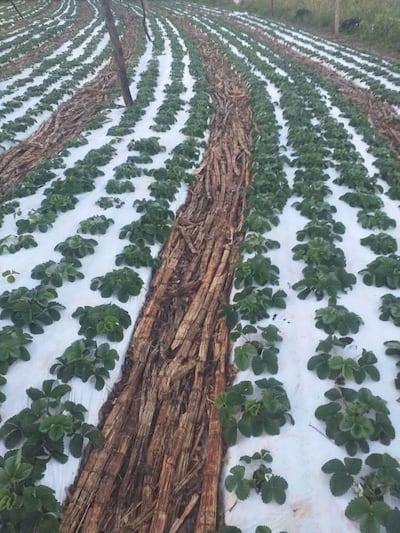 Plantas de frutillas cubiertas de escarcha en Santa Rosa, Misiones.