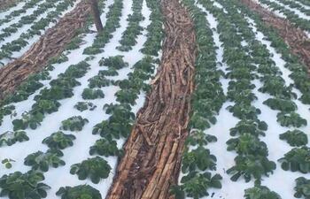 Plantas de frutillas cubiertas de escarcha en Santa Rosa, Misiones.