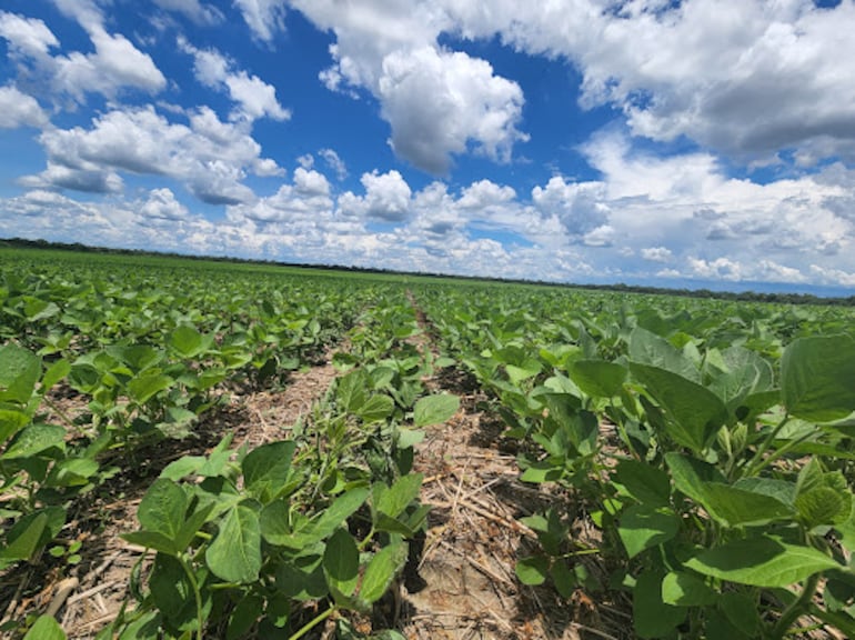 Plantación de soja en la zona de Agua Dulce.