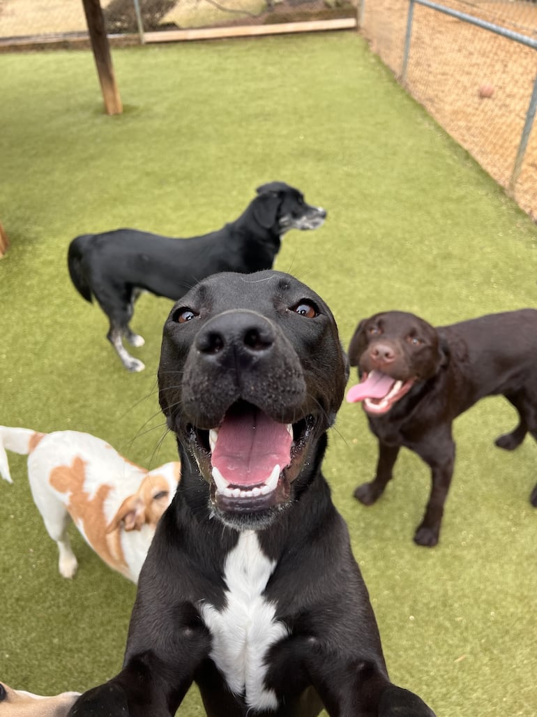 Guardería para perros.