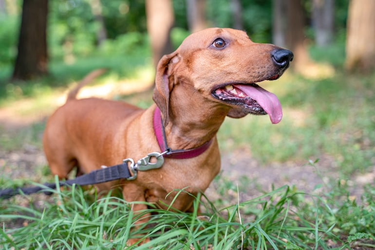 Perro salchicha o Dachshund.