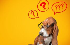 Un perro adorable con anteojos.