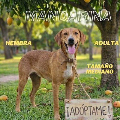 La Dirección de Defensa Animal publicó el catálogo de adopción en la "Edición Amigos".