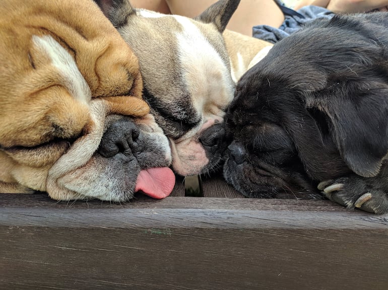 Bulldog ingles, bulldog francés y pug durmiendo.